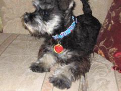 Harley IMG_2994.JPG Harley IMG_2994.JPG